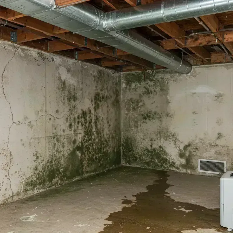 Professional Mold Removal in Hartford City, IN